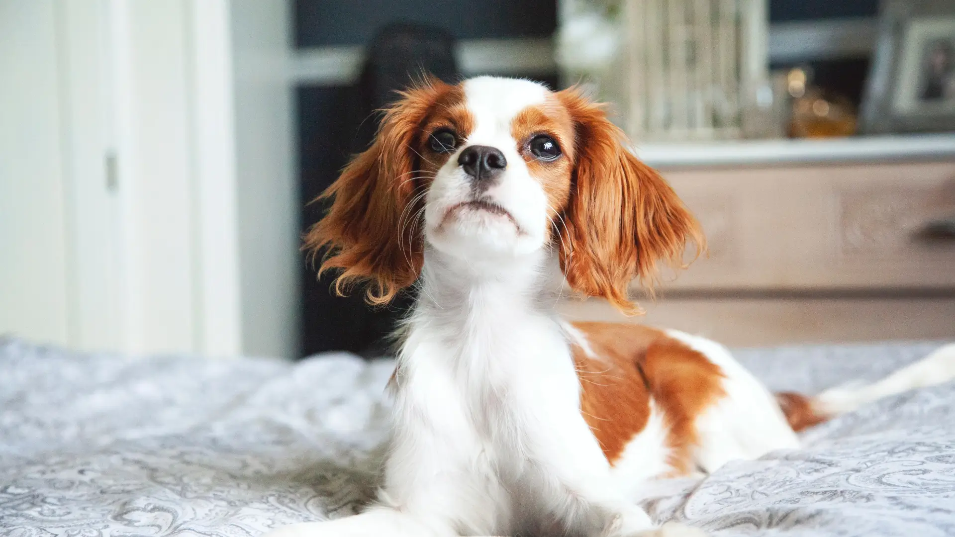 quantos filhotes pode ter umcavalier king charles spaniel