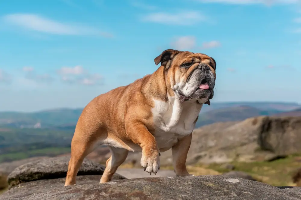 raca de cachorro bulldog ingles