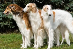 tem-borzoi-no-brasil