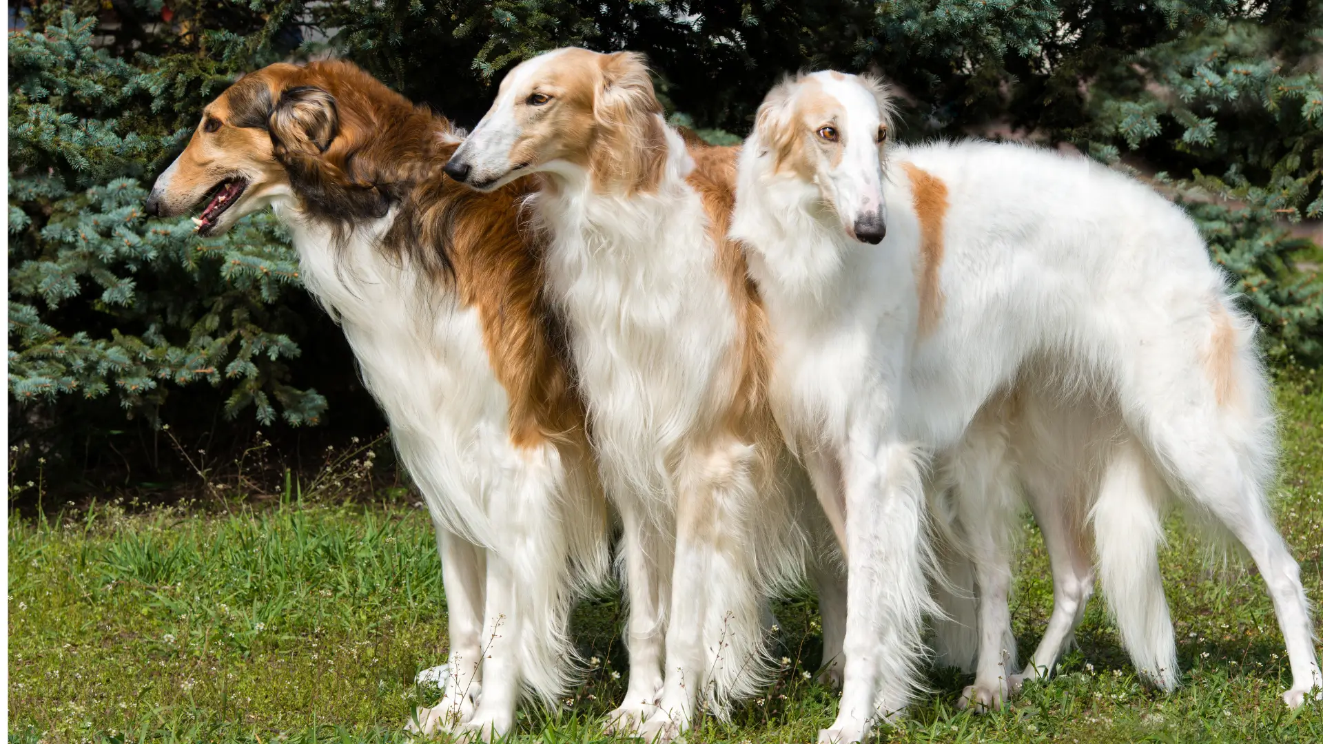 tem borzoi no brasil