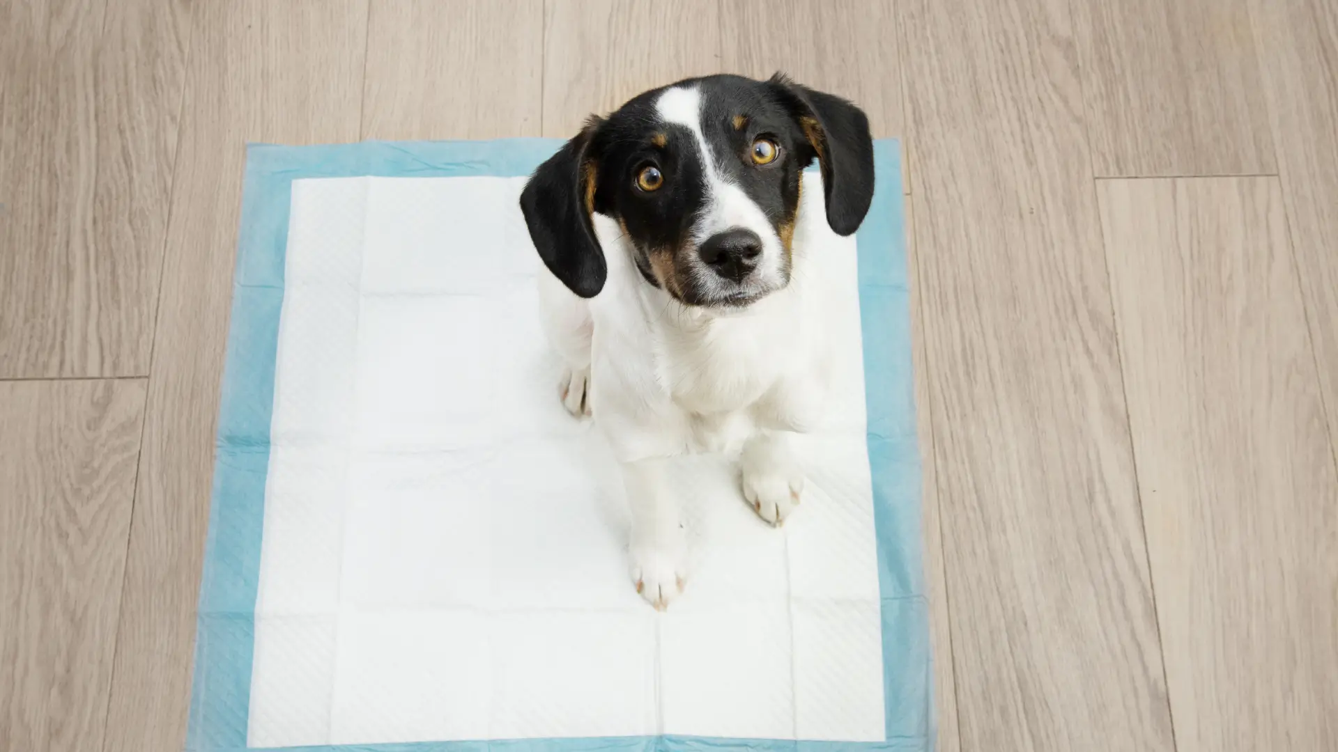 como saber se esta na hora de trocar o tapete higienico cachorro