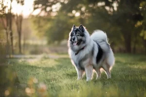 keeshond