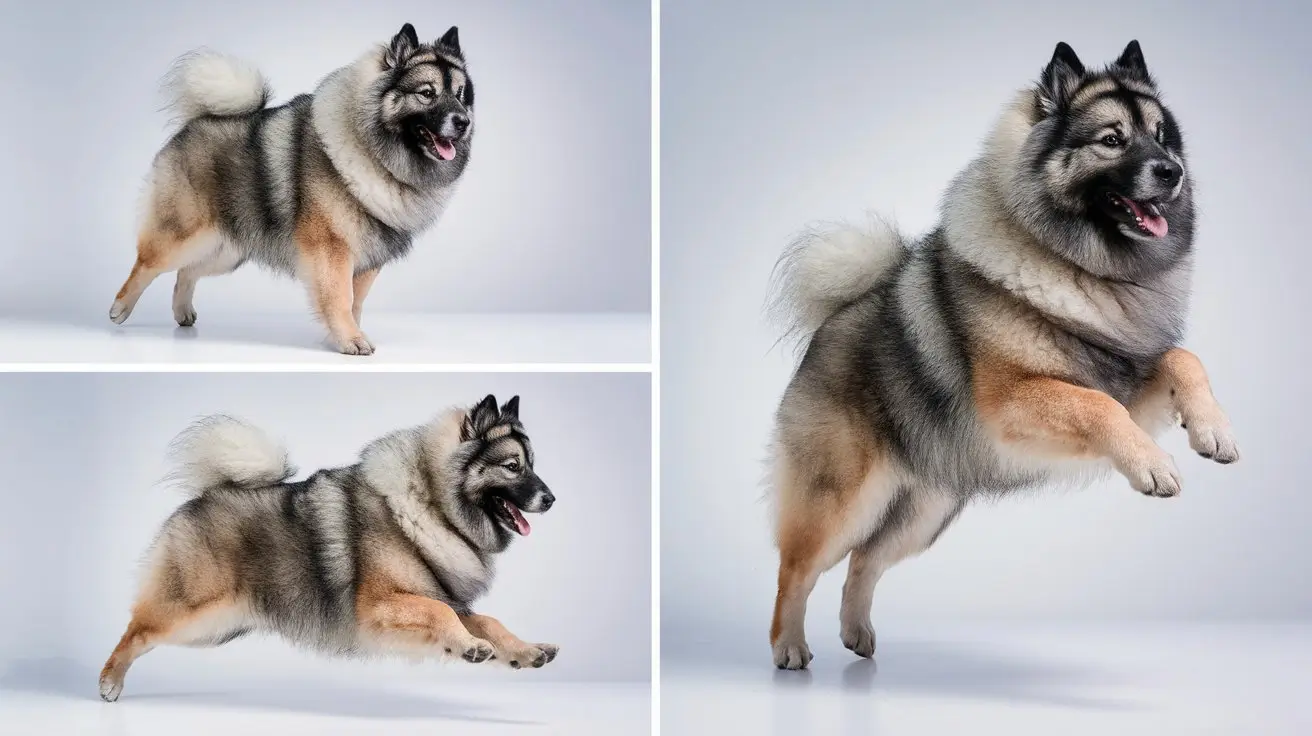 keeshond cachorro