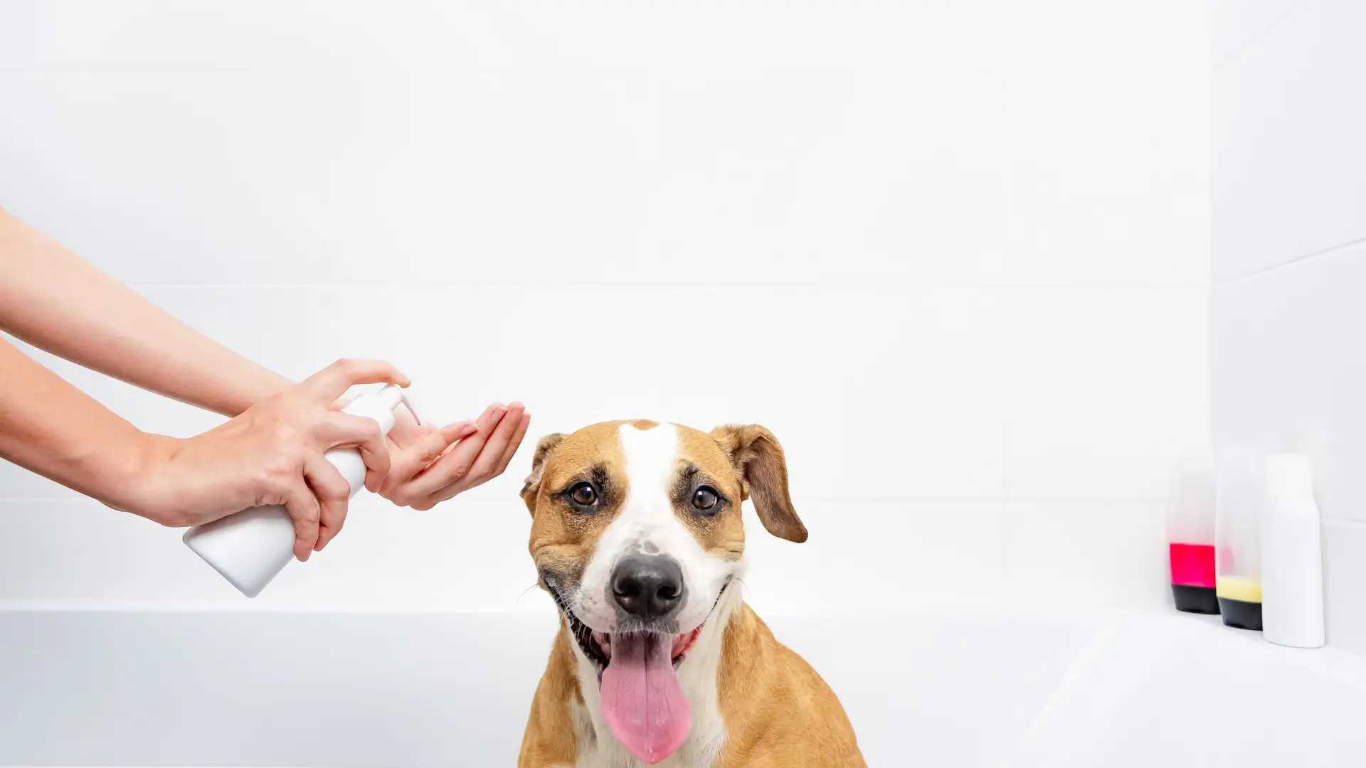 melhor condicionador para cachorro