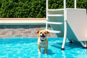 escada-para-cachorro-a-solucao-perfeita-para-a-piscina