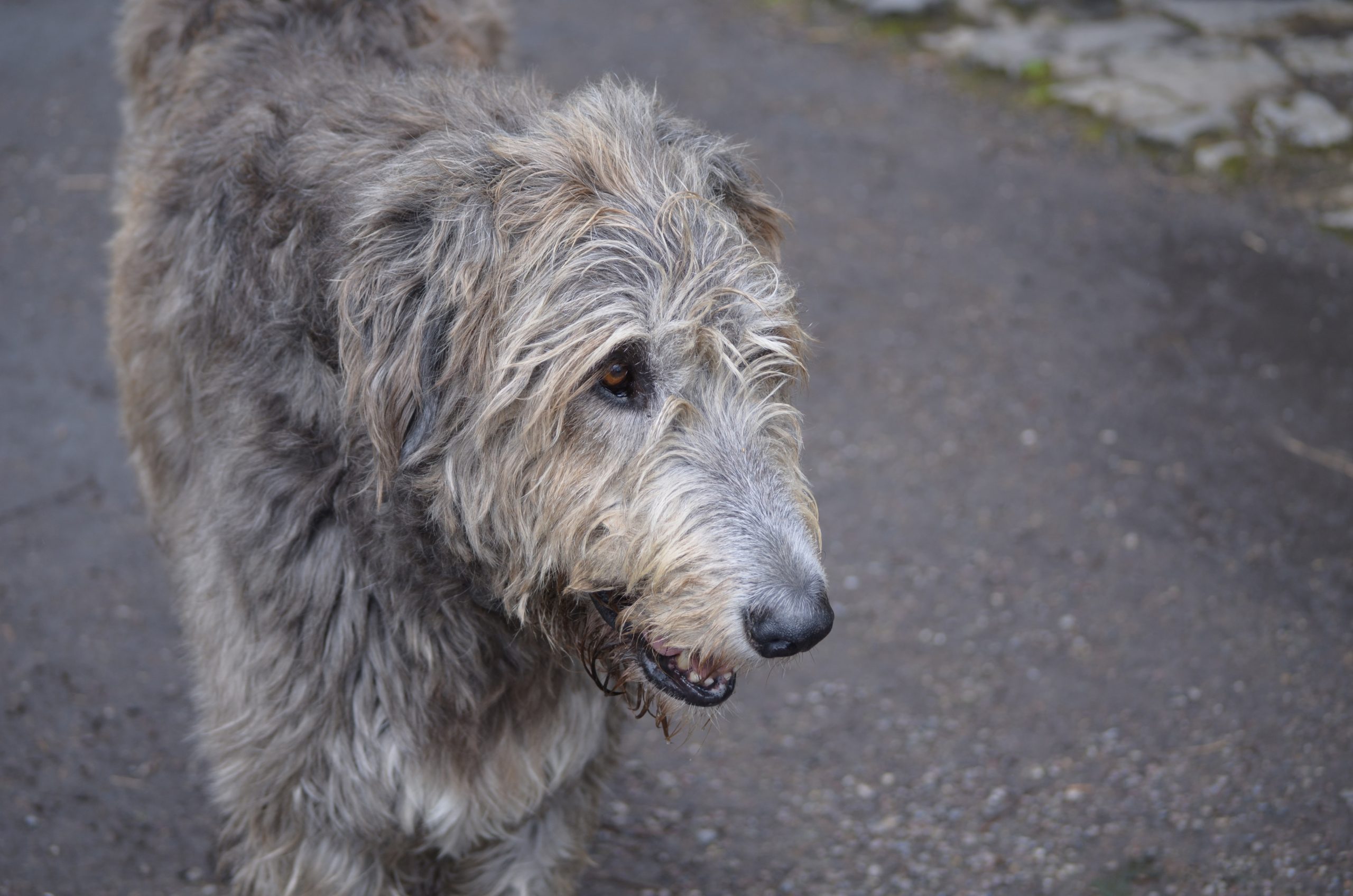 irish wolfhound scaled