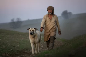 kangal-o-cachorro-guardiao