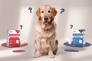 Melhor Remédio para Articulação de Cachorro →【Avaliação Completa!】 melhor-remedio-para-articulacao-de-cachorro (1)