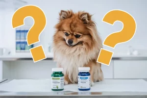 Melhor Remédio para Infecção Urinária de Cachorro →【Tudo Explicado!】 melhor-remedio-contra-infeccao-urinaria-em-cachorro