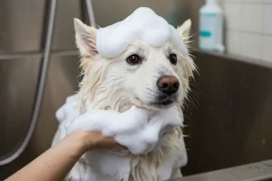 melhor-shampoo-para-cachorro-branqueador