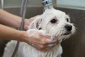 melhor-shampoo-para-pelo-branco-de-cachorro-guia